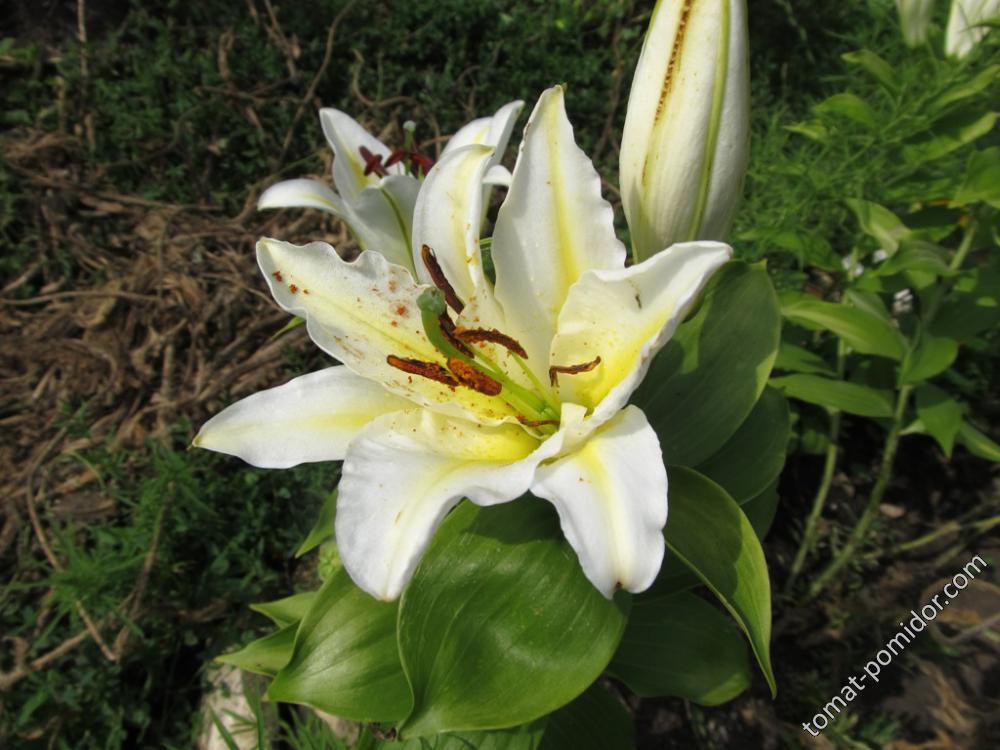 Лилия белая с желтым