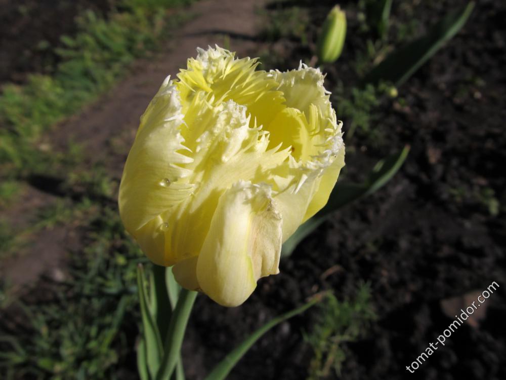 Тюльпан бледно-желтый бахромчатый