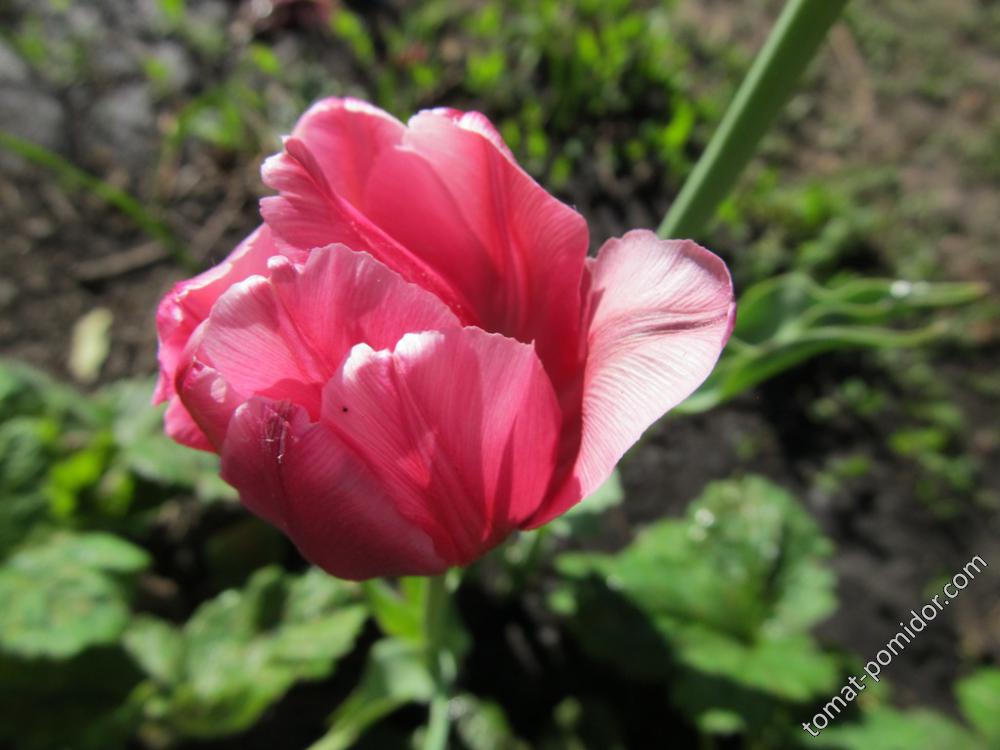 Тюльпан махровый розовый