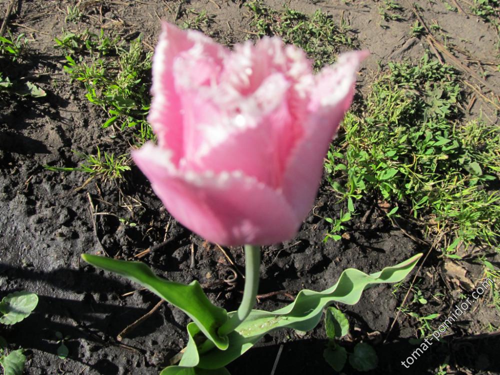 Тюльпан розовый бахромчатый