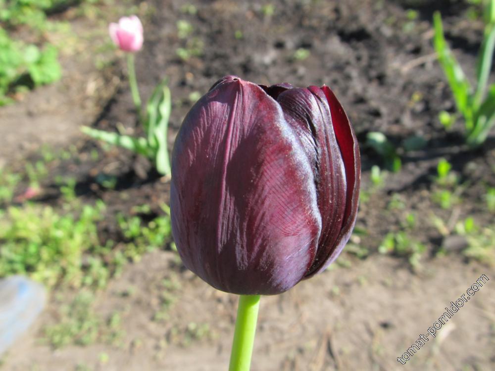 Тюльпан почти черный