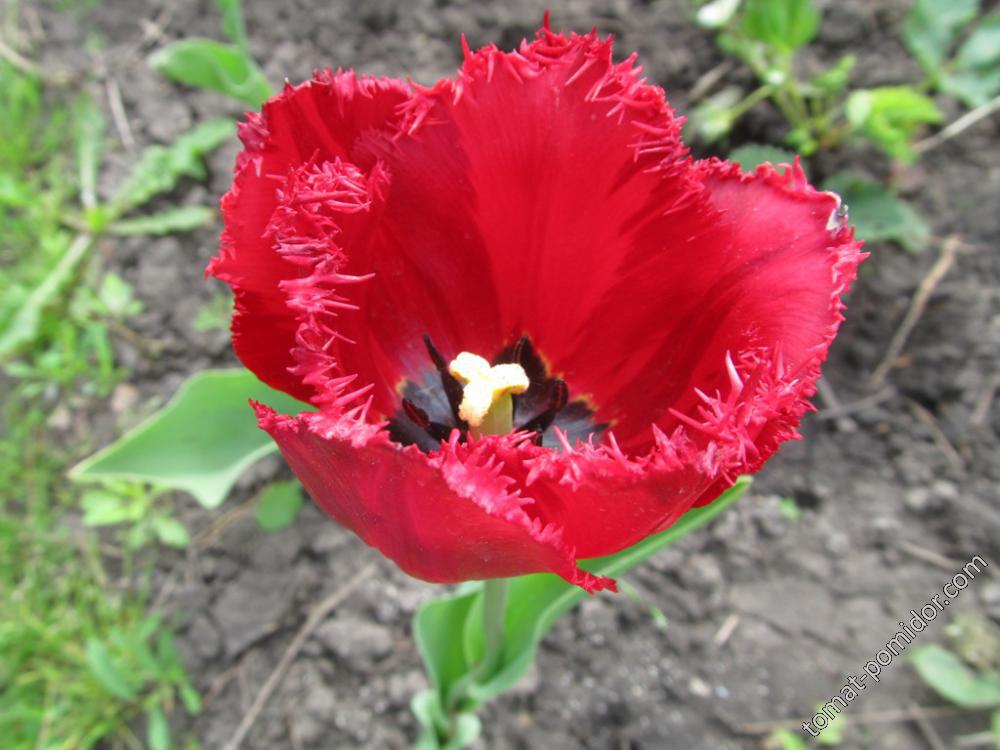 Тюльпан бахромчатый малиновый