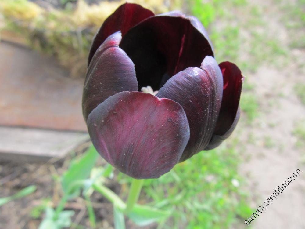 Тюльпан почти черный