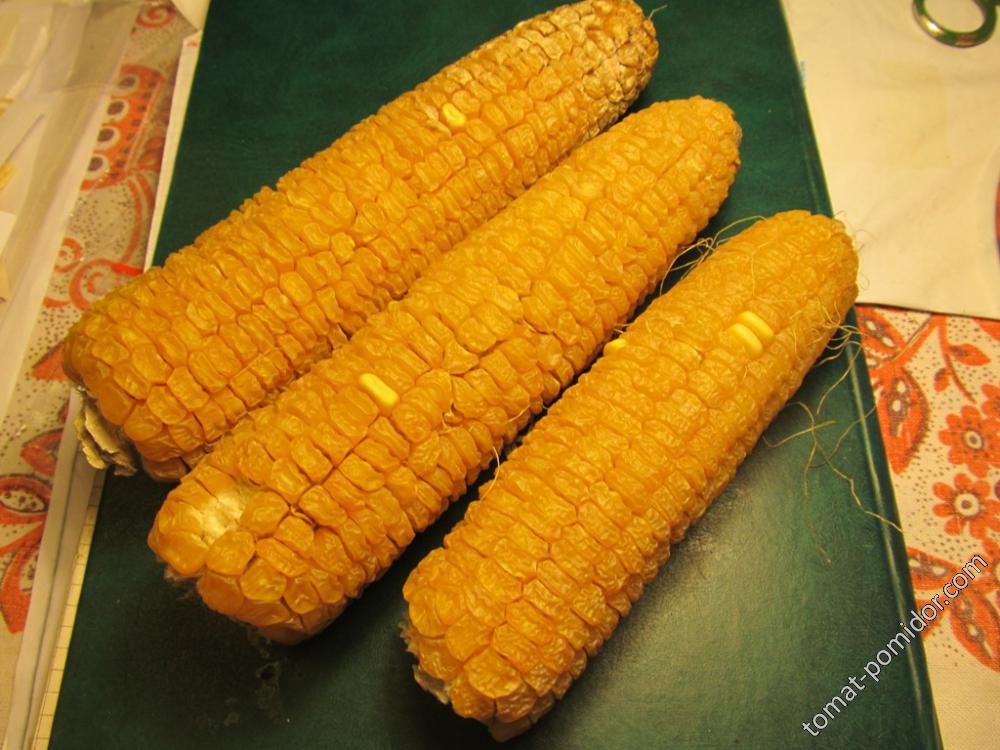 Кукуруза 1