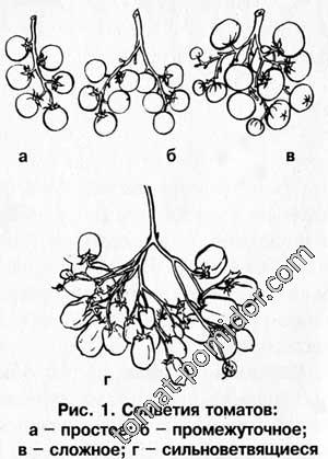 Кисти томатов - строение и виды
