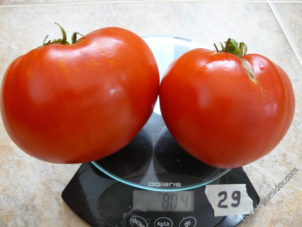 Восточная пышка - В — сорта томатов - tomat-pomidor.com - отзывы на форуме