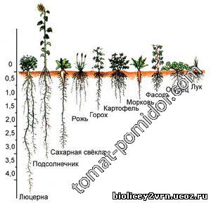 корневая сидератов