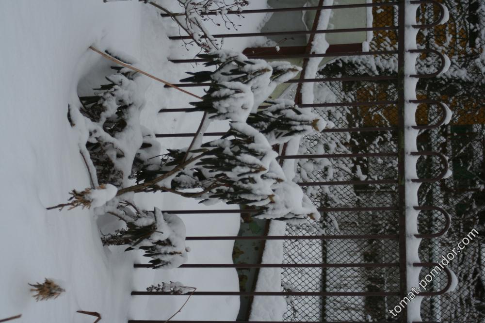Рододендрон Смирнова зимой