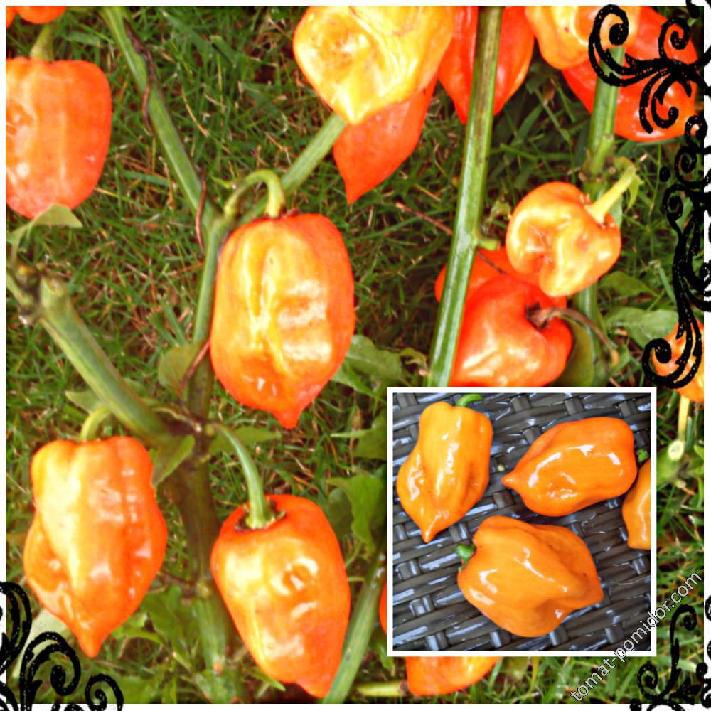 Habanero Orange