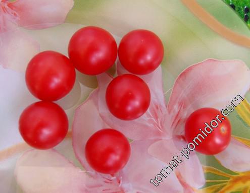 Peacevine Cherry  (Лоза Мира Черри) 12-15 гр