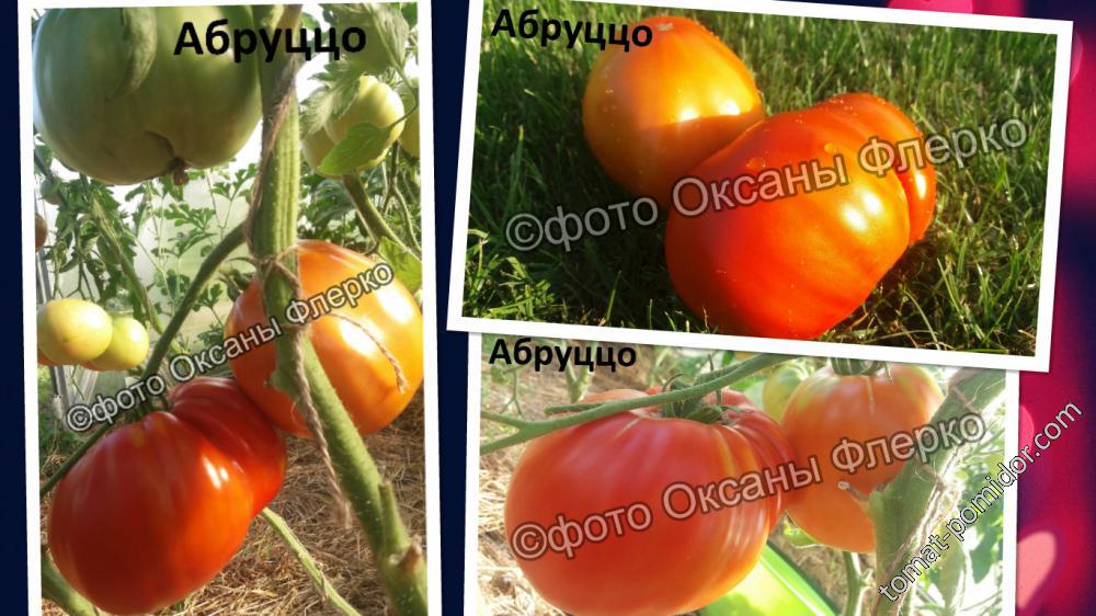 Pera DAbruzzo (Абруццо) - p — сорта томатов - tomat-pomidor.com - отзывына форуме