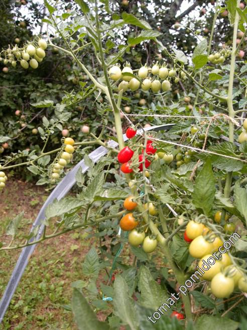 Vierländer Paprika Cherrytomate (Фирлэндерский перцевидный черри)