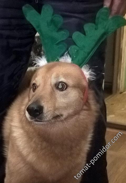 Шум-НГ