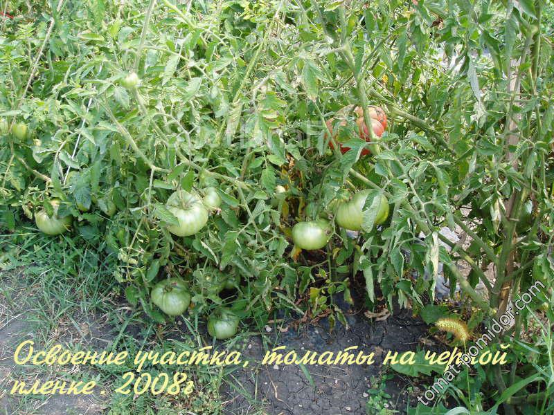 освоение целины-2008 -помидоры