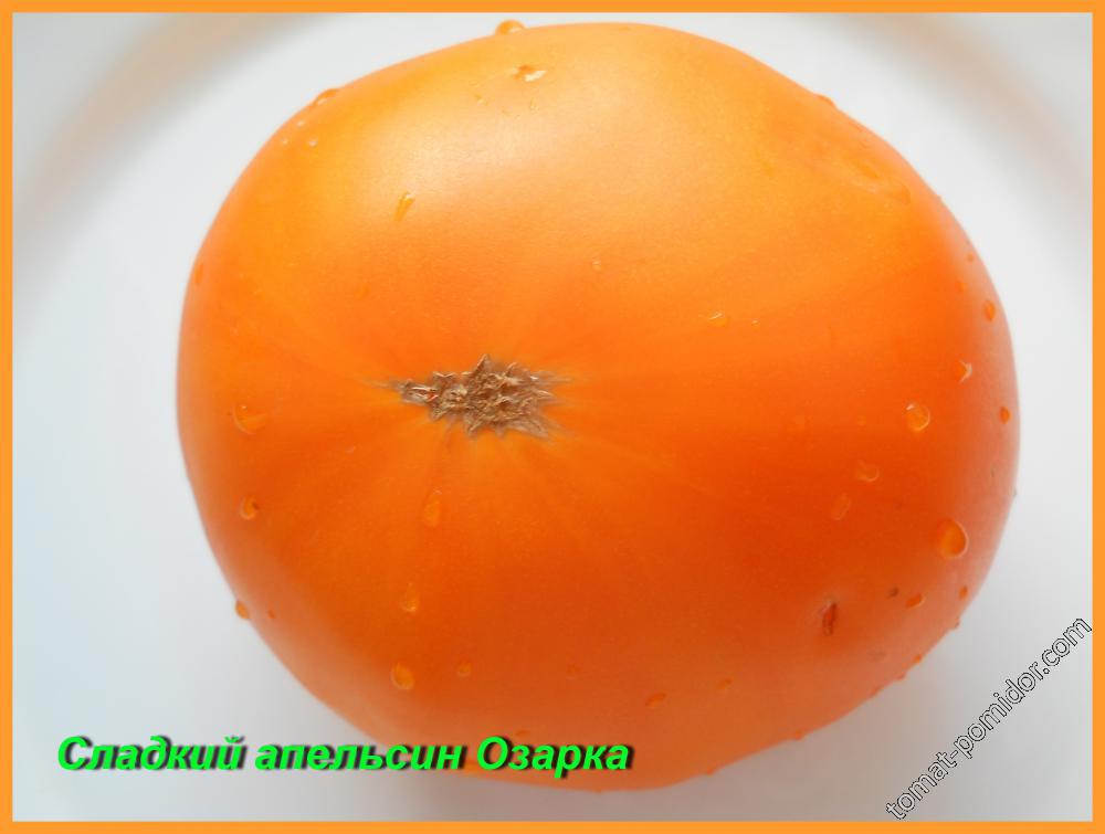 сорта томатов 2016 год