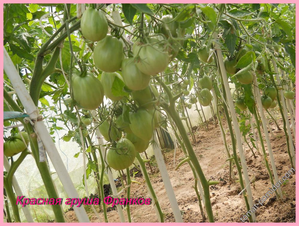 План посадок томатов в теплице 4х8 с 2012 г по 2016