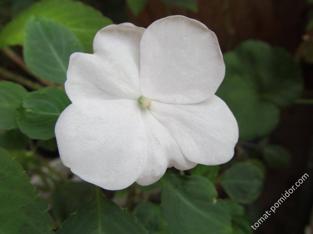 Расцветает белый бальзамин