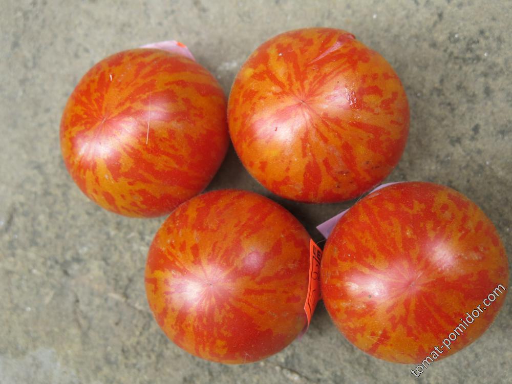 Томат пестрый. Эльберта персиковая томат. Томат Red Elberta Peach 10шт. Томат персиковый пестрый. Семена томат (помидор) ред Эльберта персиковая.