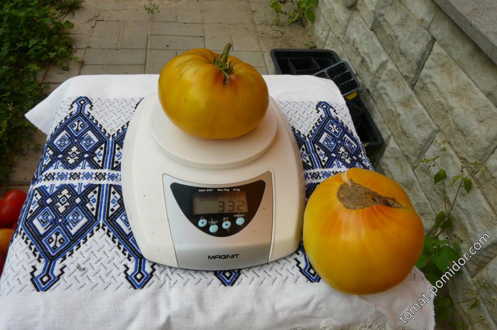 загадка природы