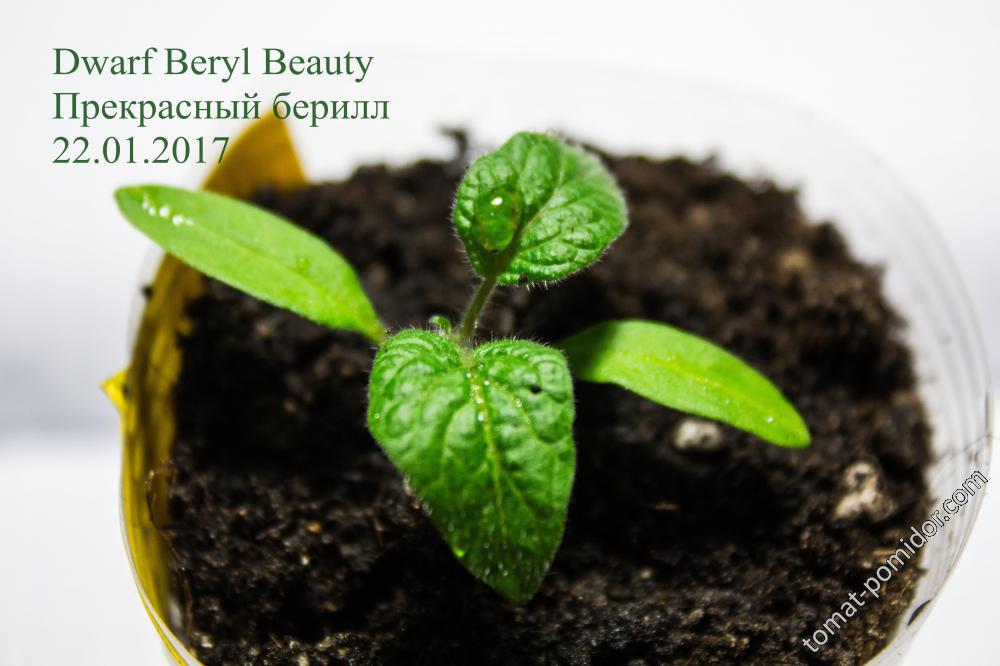 Dwarf Beryl Beauty 22.01.2017