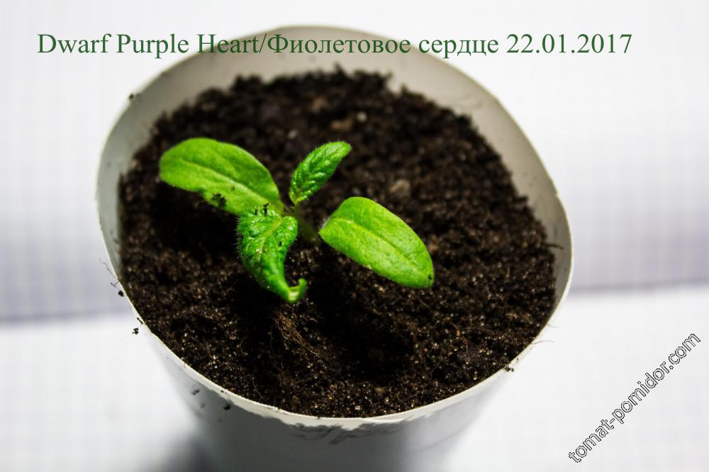 Dwarf Purple Heart 22.01.217