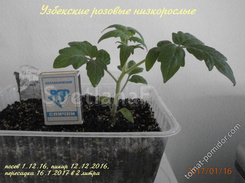 Узбекский розовый низкорослый 16-01-17
