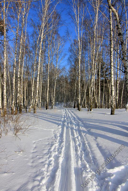 Лыжня