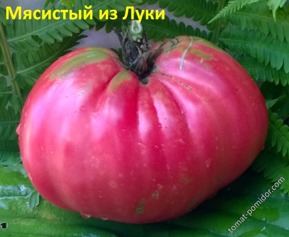 Мясистый из Луки