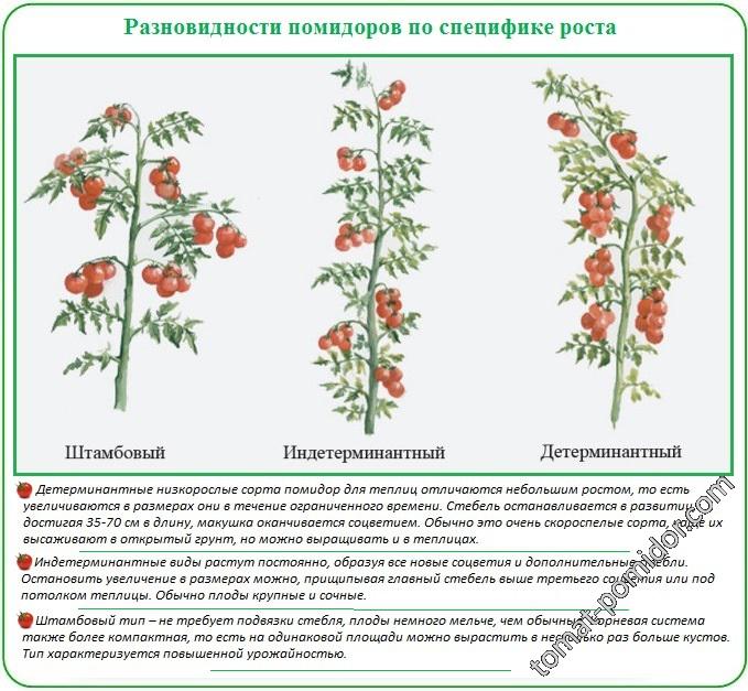 Формирование куста