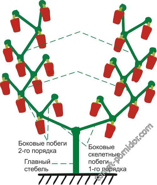 Формирование куста перца