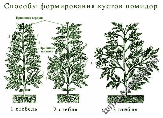 Формирование куста томатов