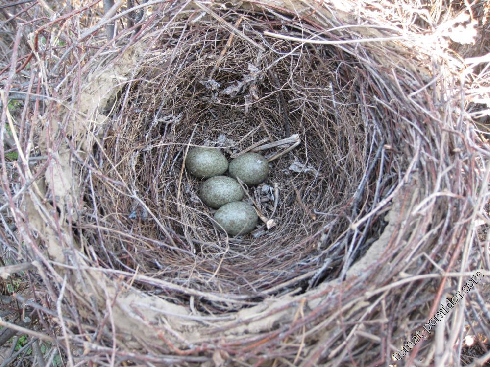 Находки гнезд. Сорочье гнездо. Гнездо 927779-5. Гнездо сороки. Гнезда сорок.