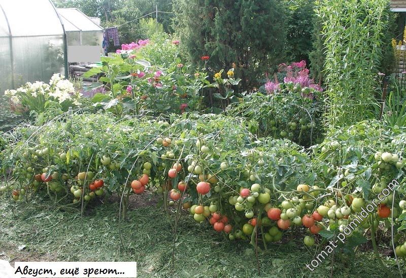 Розовый штамб и Зинуля на грядке...