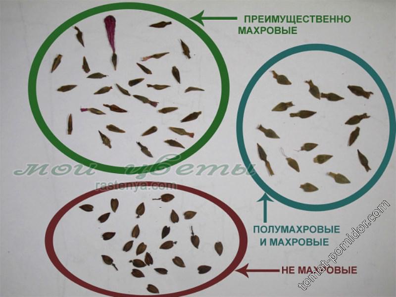 Как определить махровость цветов по семенам