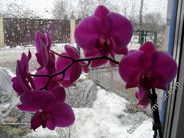 Дождь... Только орхидея радует.