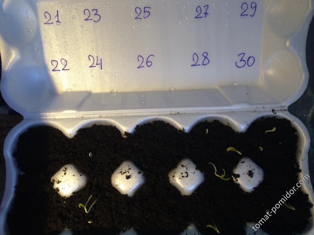Посев сладких перцев в ячейки из под яиц