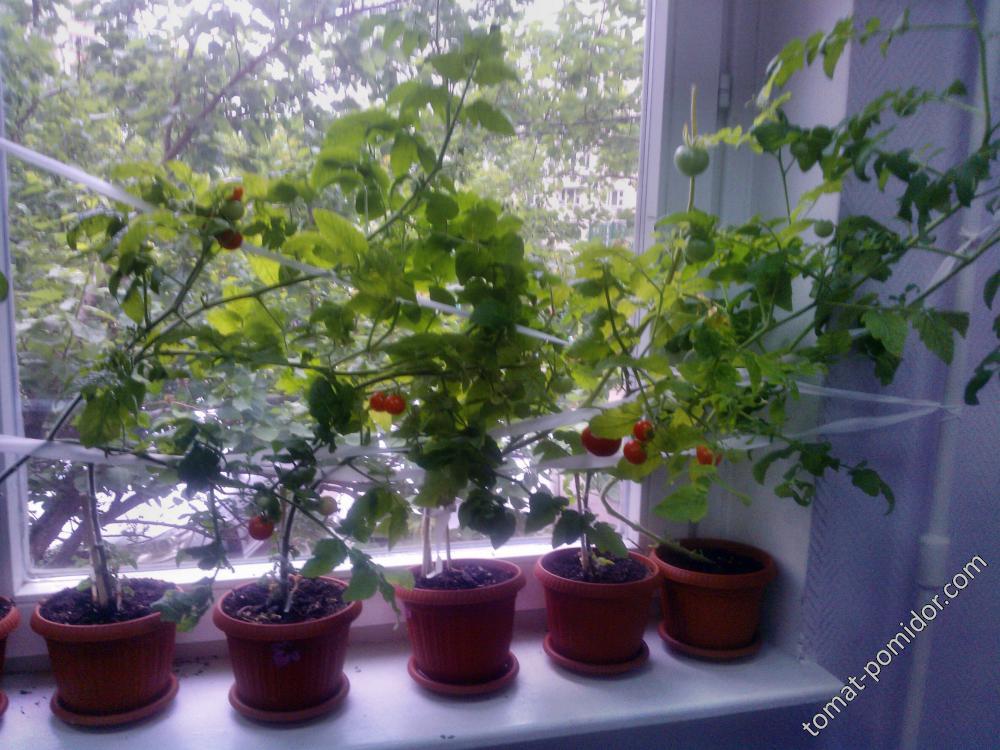 Тощие помидоры на майские