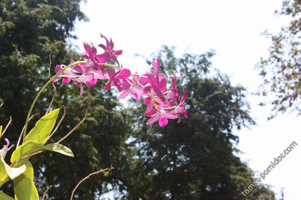 "уличные" орхидеи