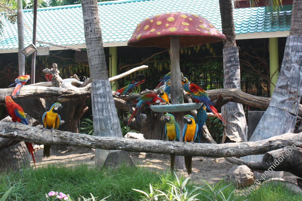 Safary World - попугайная банда