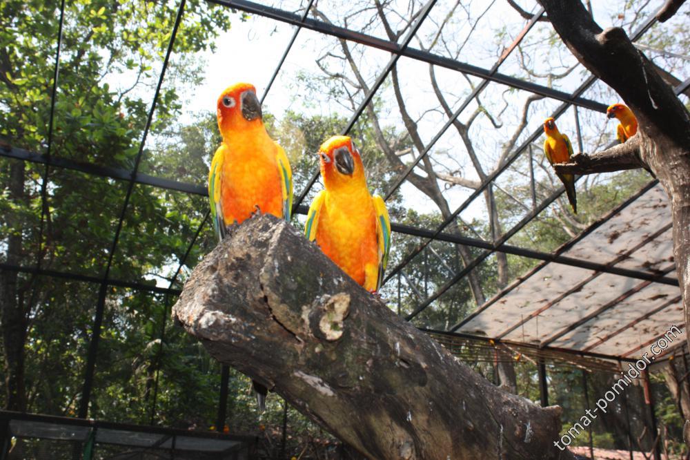Safary World - попугайчики