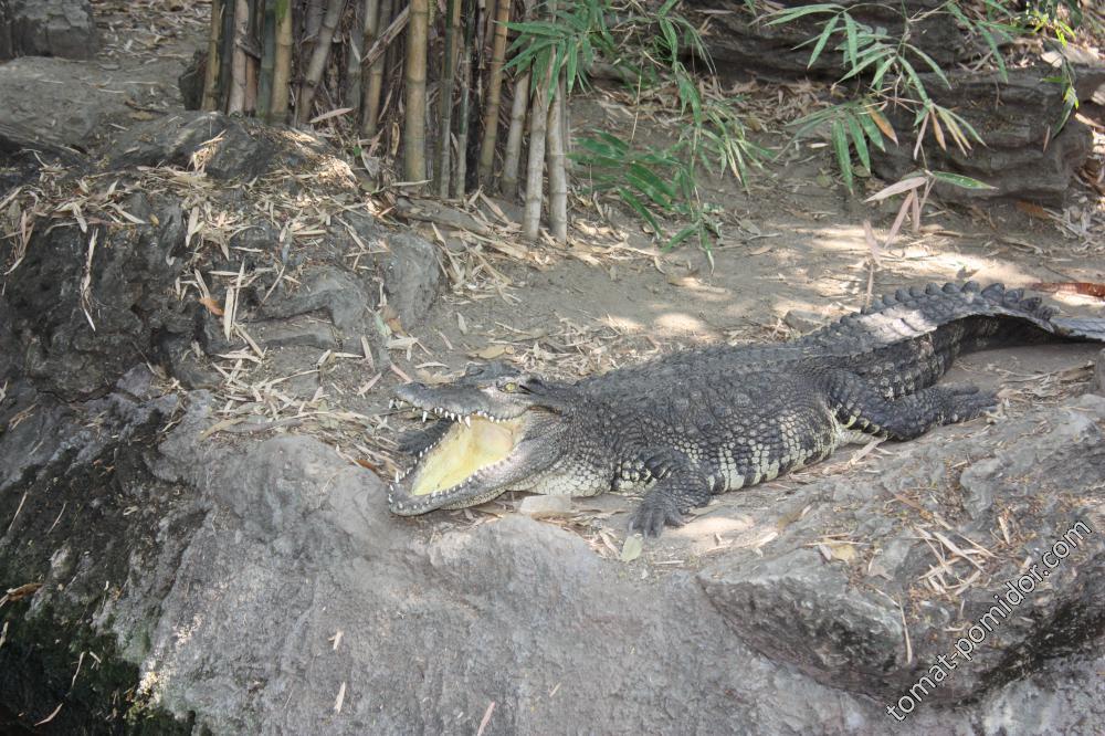 Safary World - крокодилы