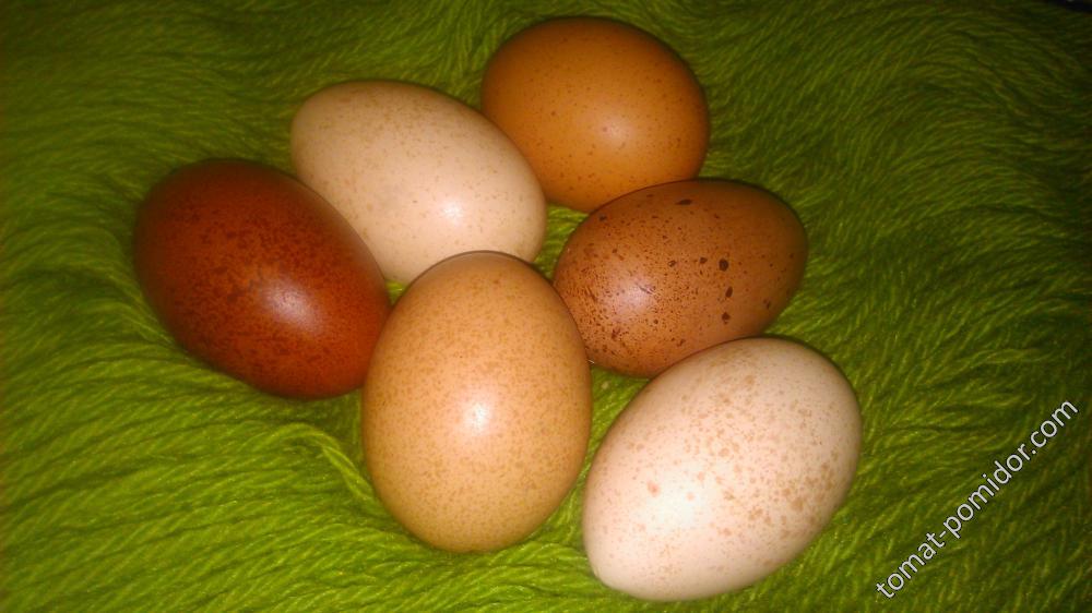 Крапчатые куриные яйца