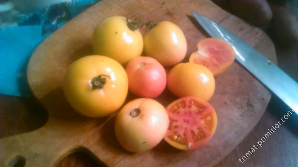 томат "Долгохранящийся" от Гусева