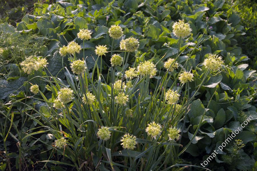 Лук косой - лук ускун - горный чеснок  (Allium obliquum)
