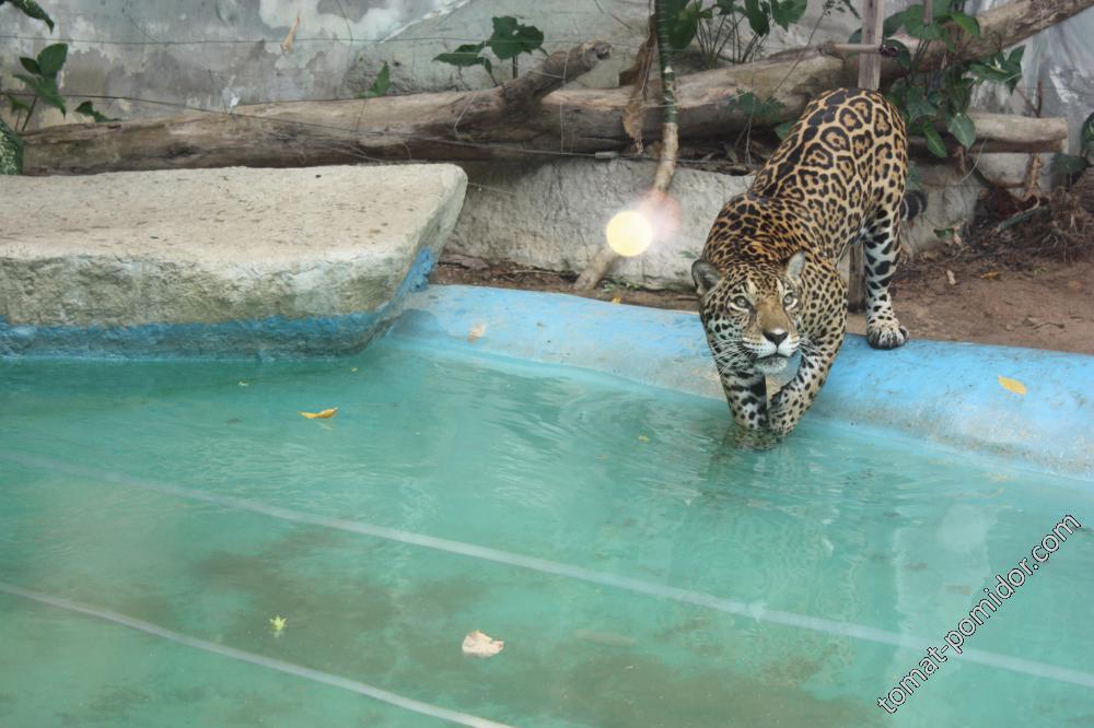 шоу "за стеклом" - леопард с интересом рассматривает туристов