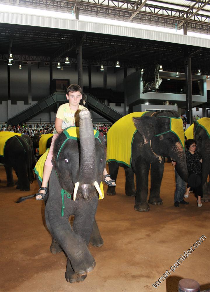 шоу слонов