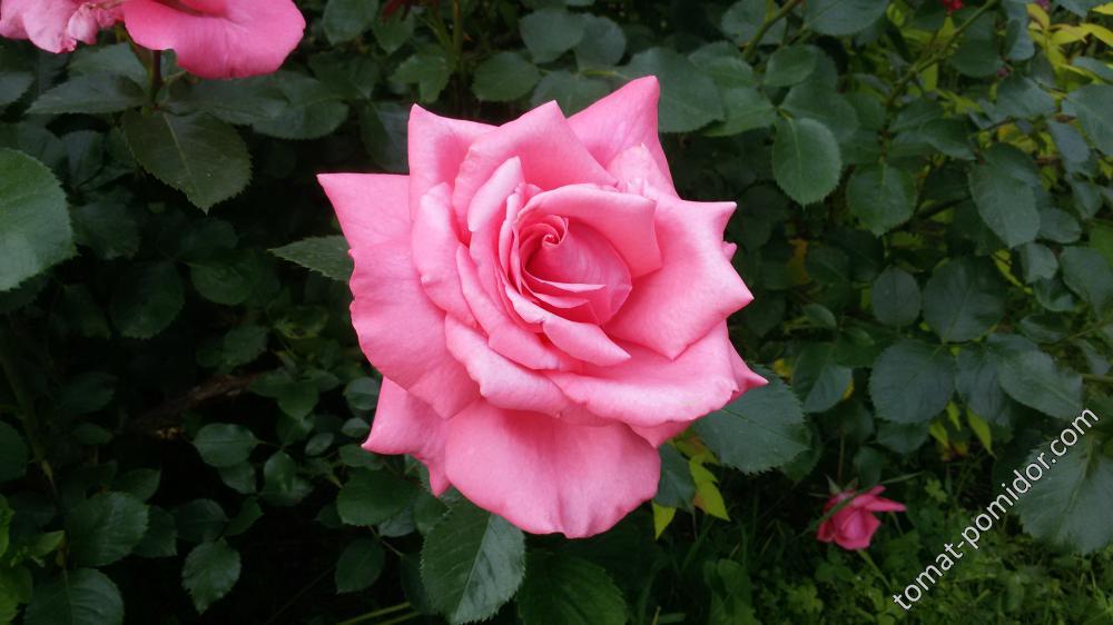 Роза плетистая Розанна