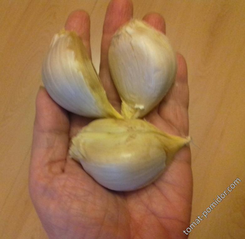 Elephant onion