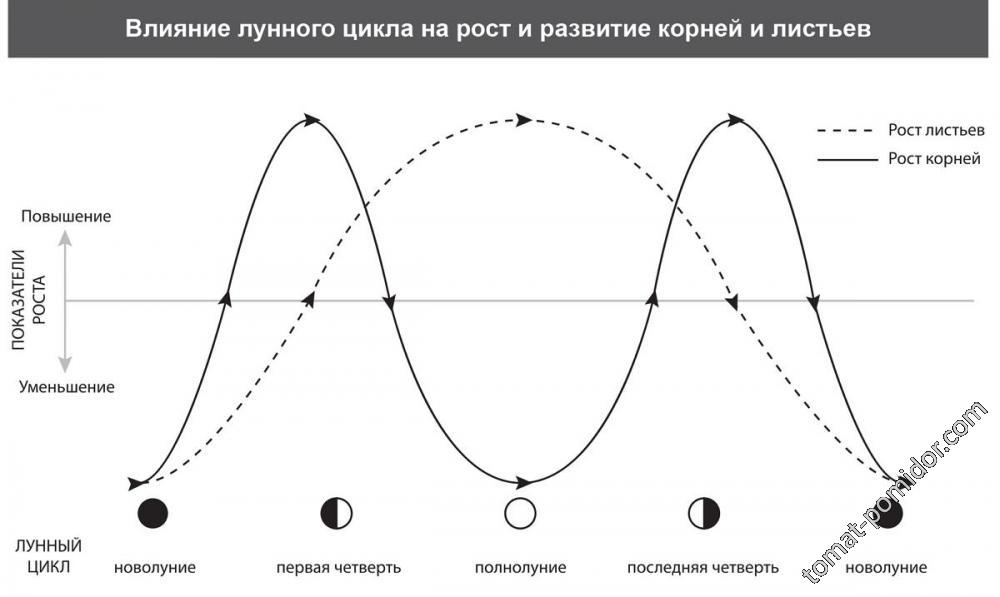 Схема влияния лунного цикла