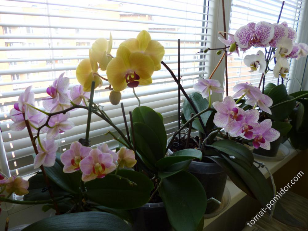 Орхидеи весной